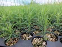 SPRZEDAŻ SADZONEK, NASION, CHOINEK